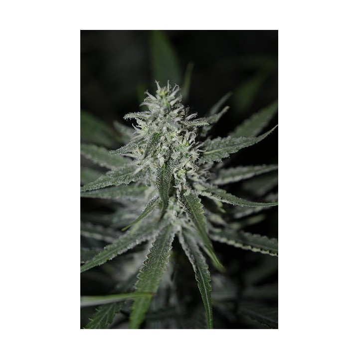 Fini Autofloreciente Feminizada de Super Strains