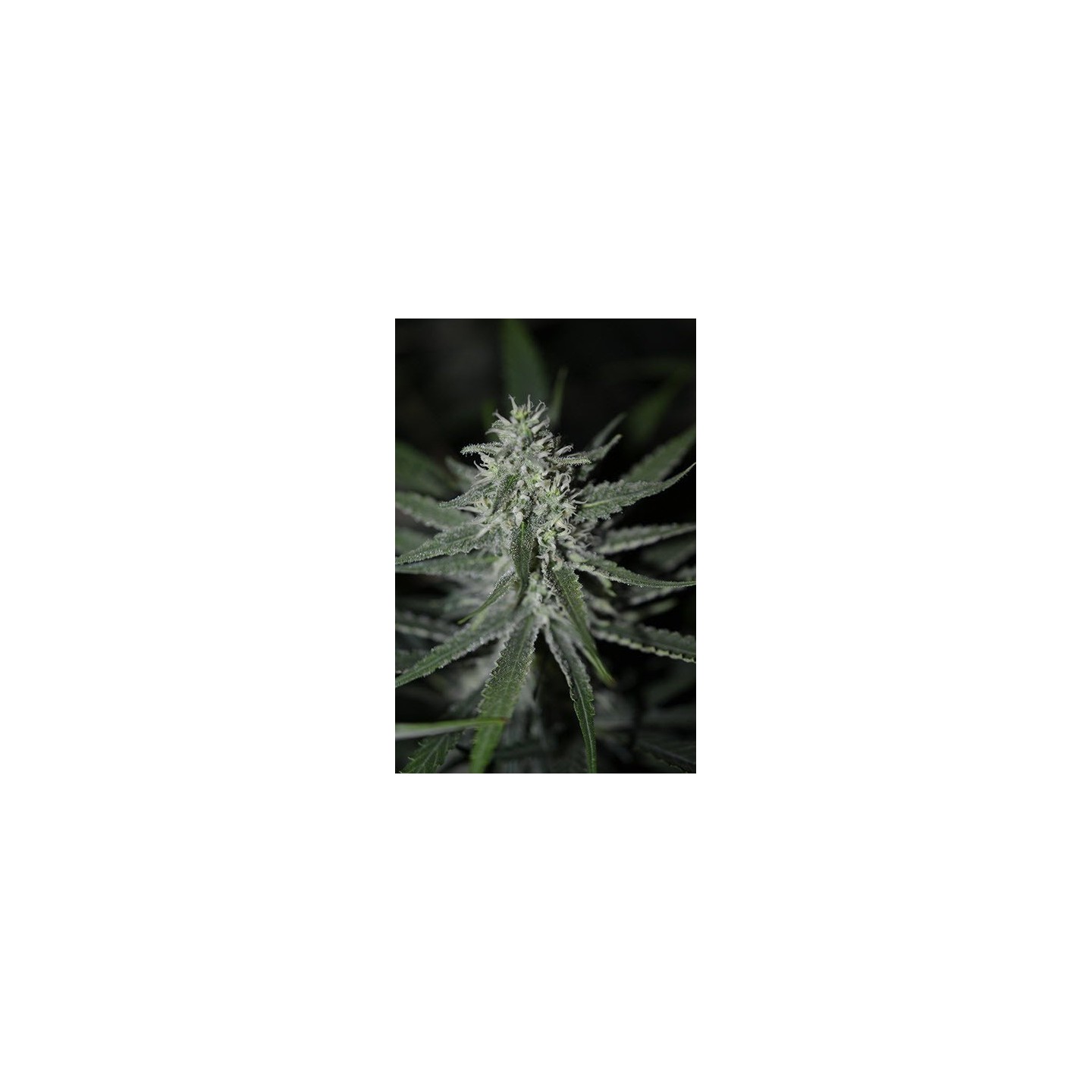 Fini Autofloreciente Feminizada de Super Strains