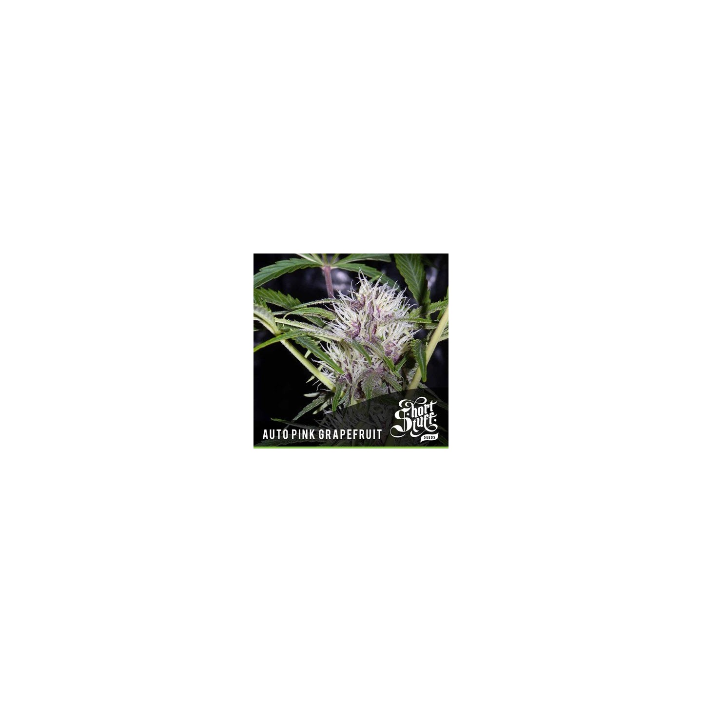 Pink Grapefruit Autofloreciente Feminizada de Short Stuff Seeds