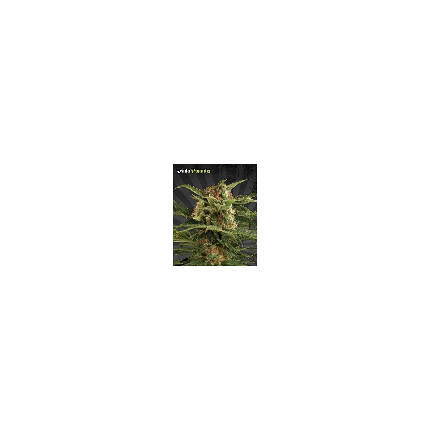 Pounder Autofloreciente Feminizada de Auto Seeds