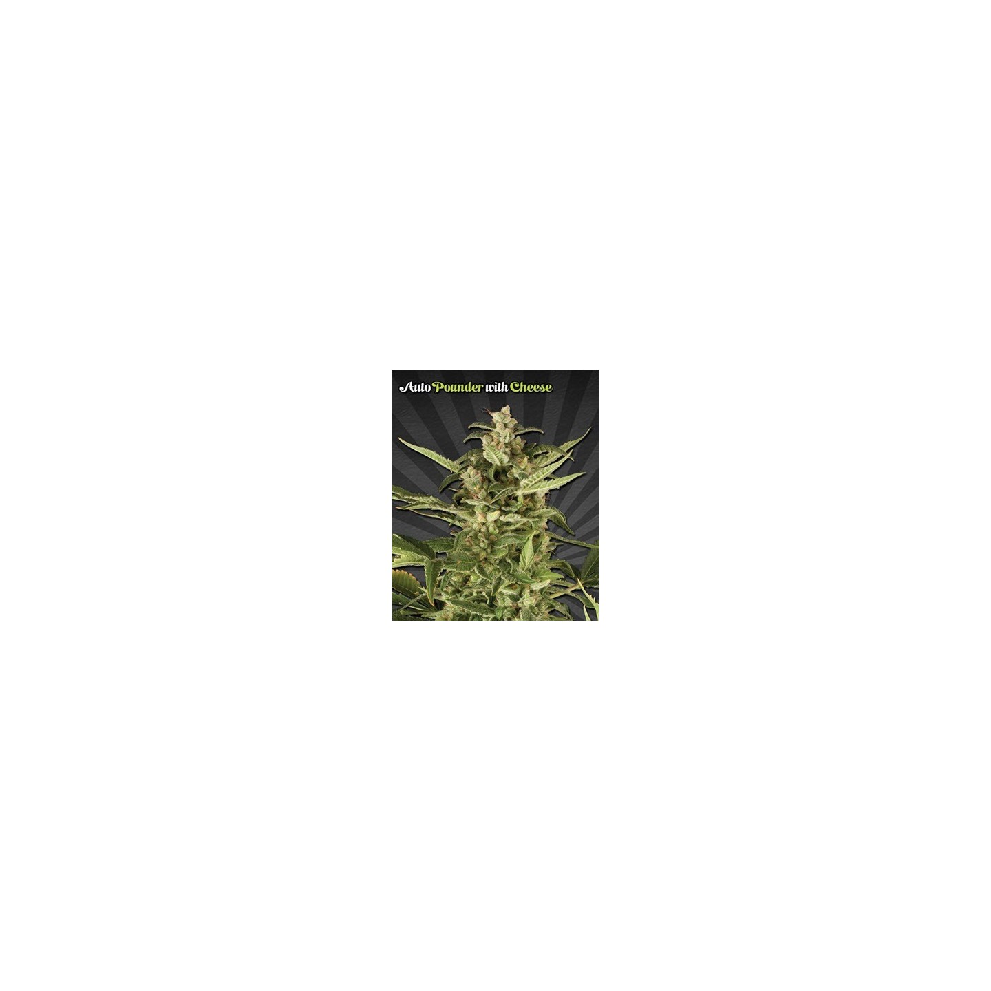 Juicy Lucy Autofloreciente Feminizada de Auto Seeds