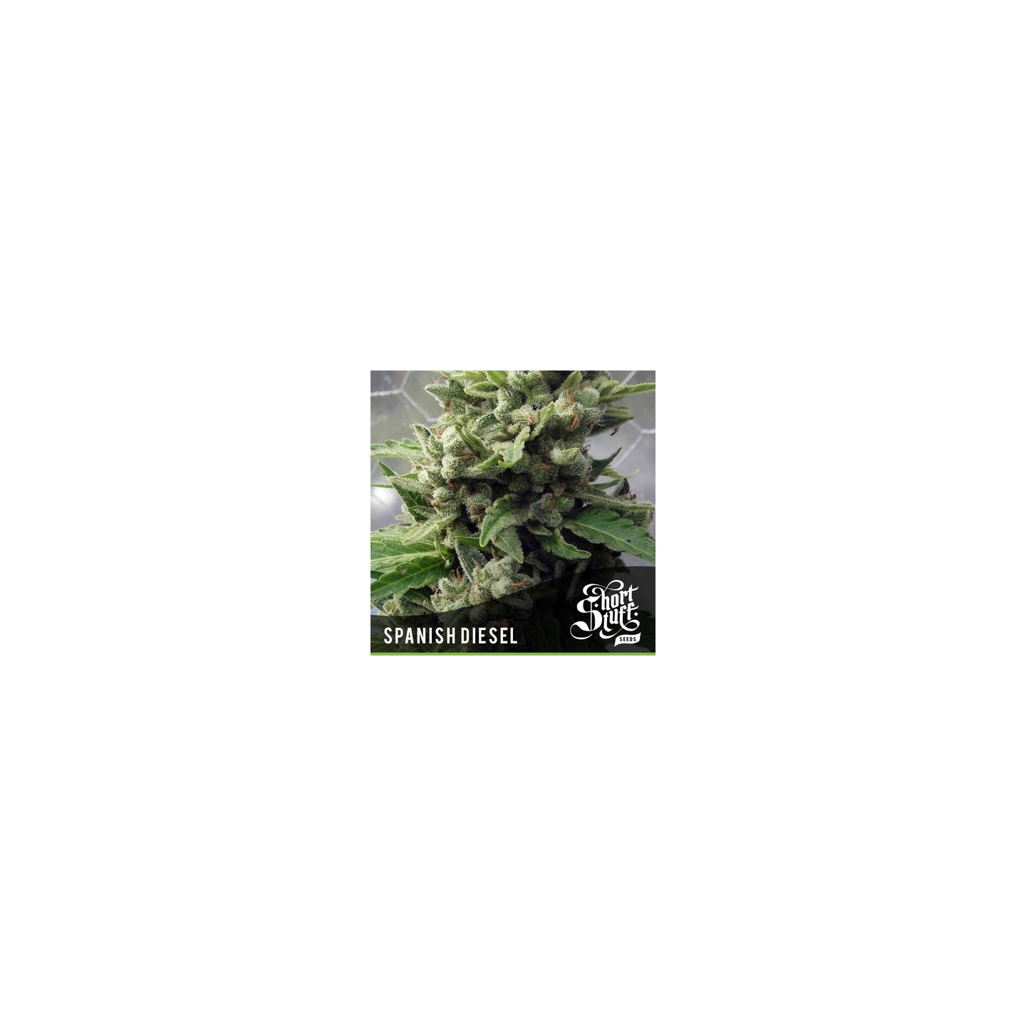 Spanish Diesel Autofloreciente Feminizada de Short Stuff Seeds