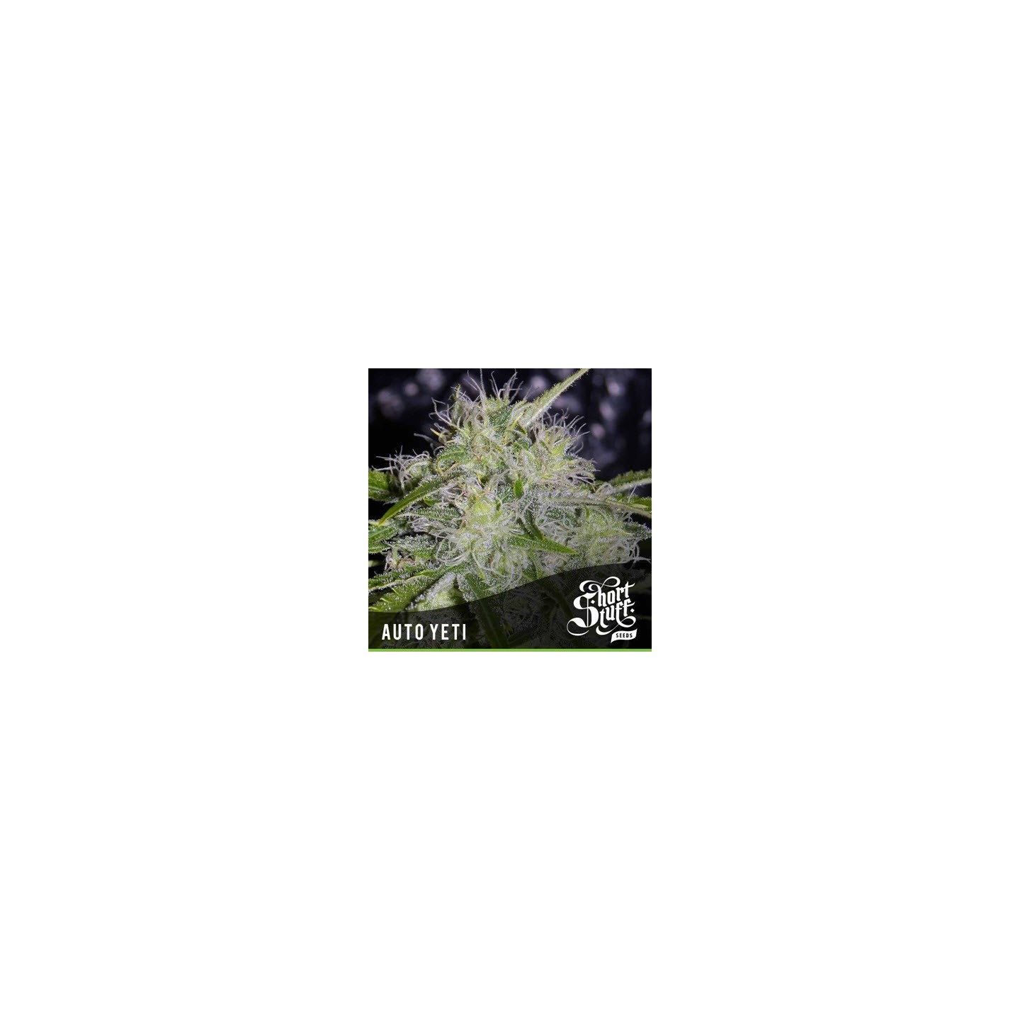 Yeti Autofloreciente Feminizada de Short Stuff Seeds