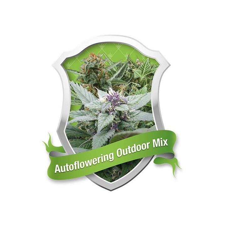 Outdoor Autofloreciente Feminizada de Royal Queen