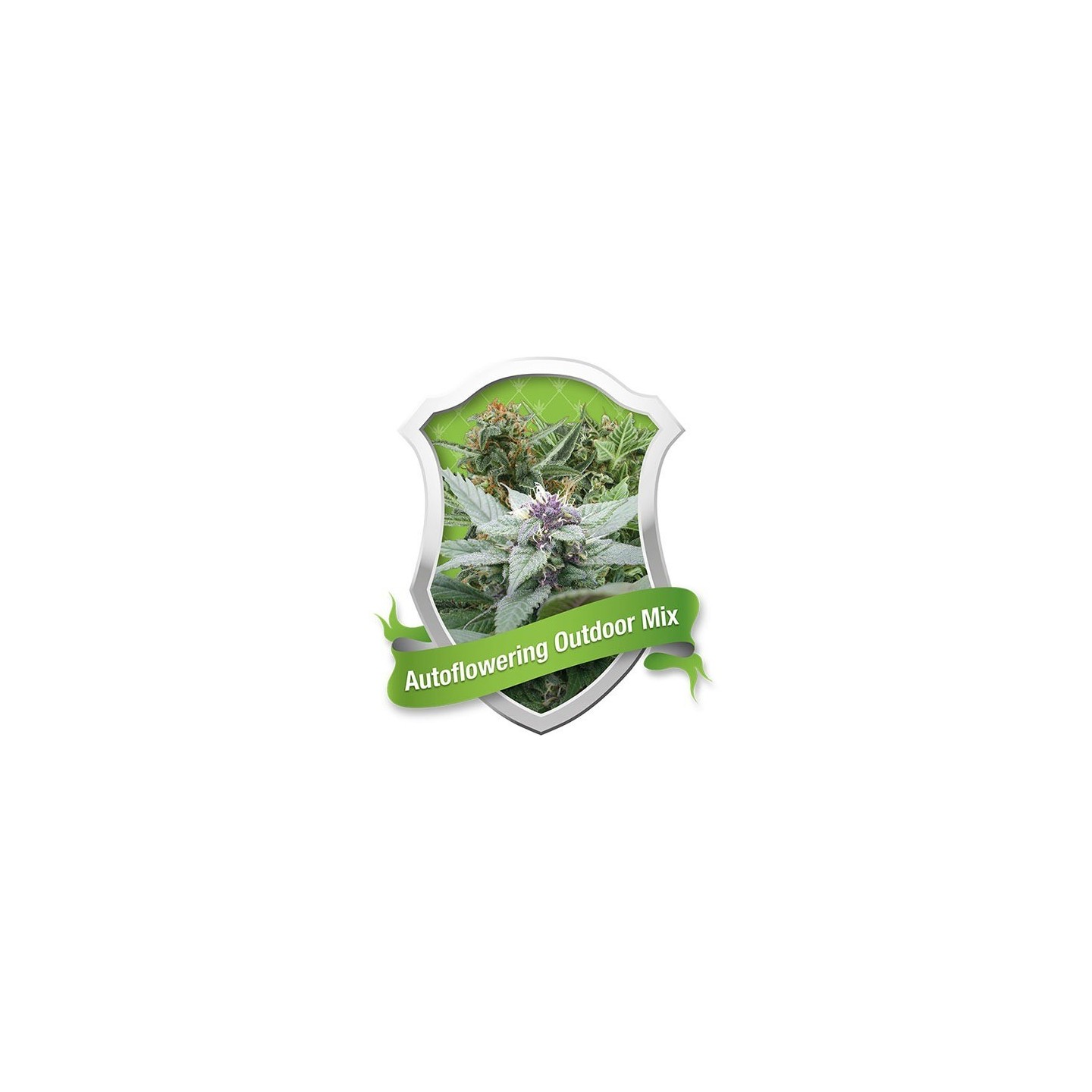 Outdoor Autofloreciente Feminizada de Royal Queen