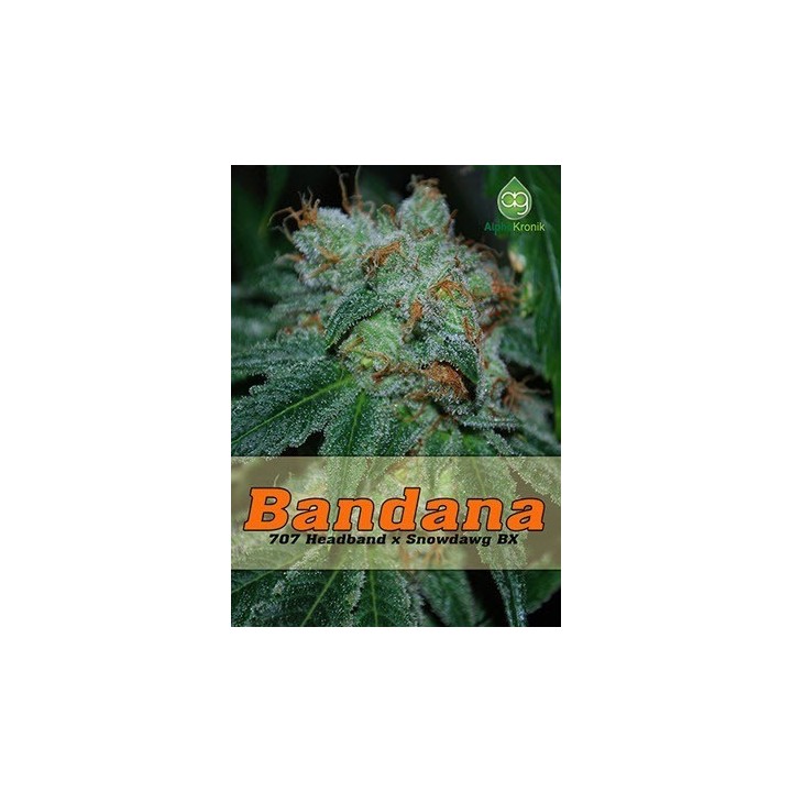 Bandana Regular de 