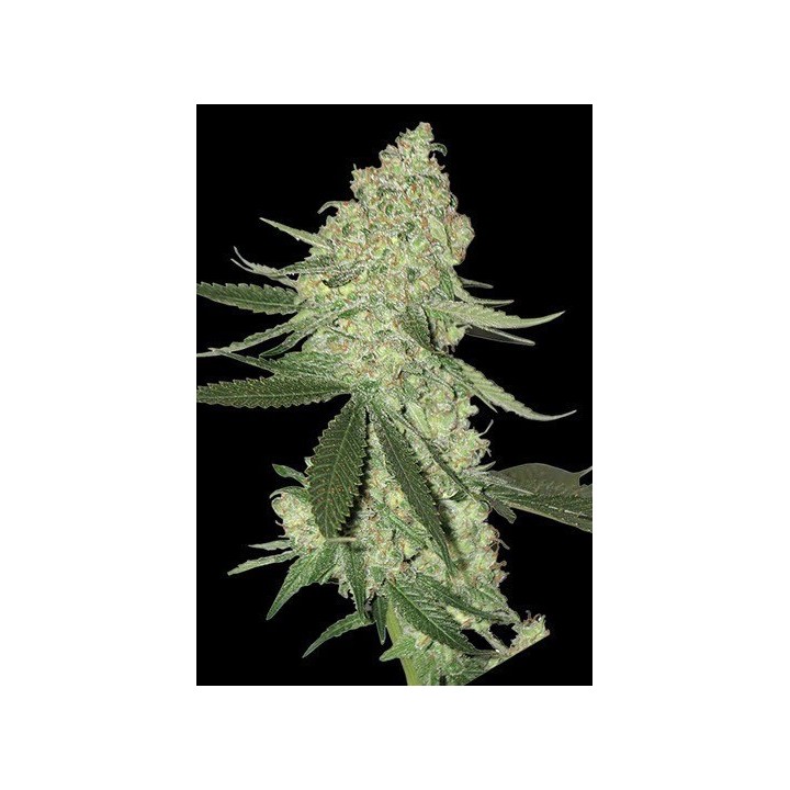 Big Cheese Autofloreciente Feminizada de Bio Green
