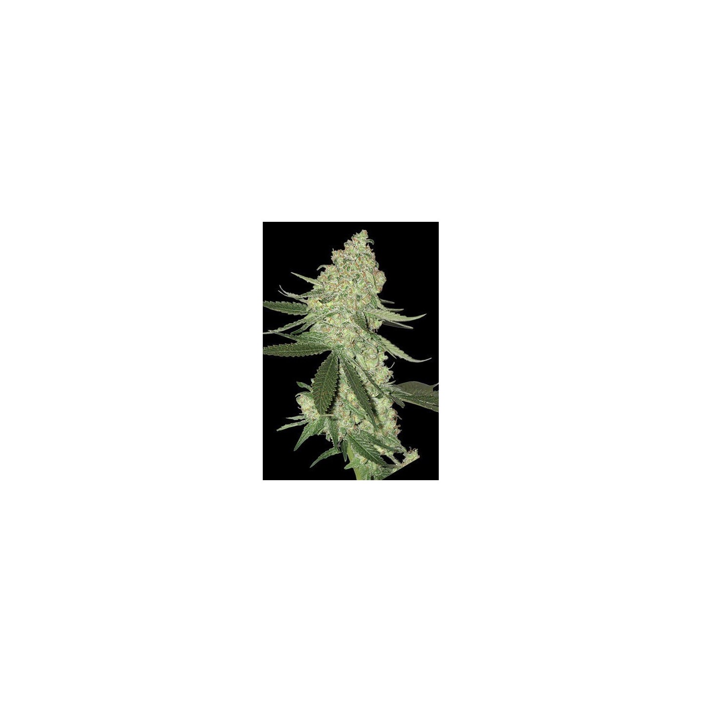 Big Cheese Autofloreciente Feminizada de Bio Green