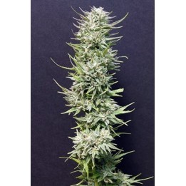 Big Freeze Feminizada de Bio Green