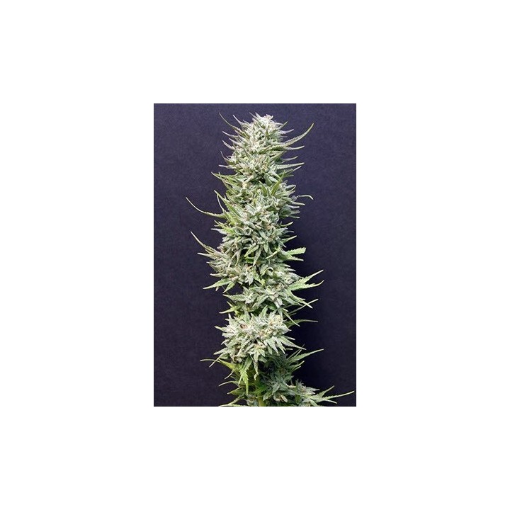 Big Freeze Feminizada de Bio Green