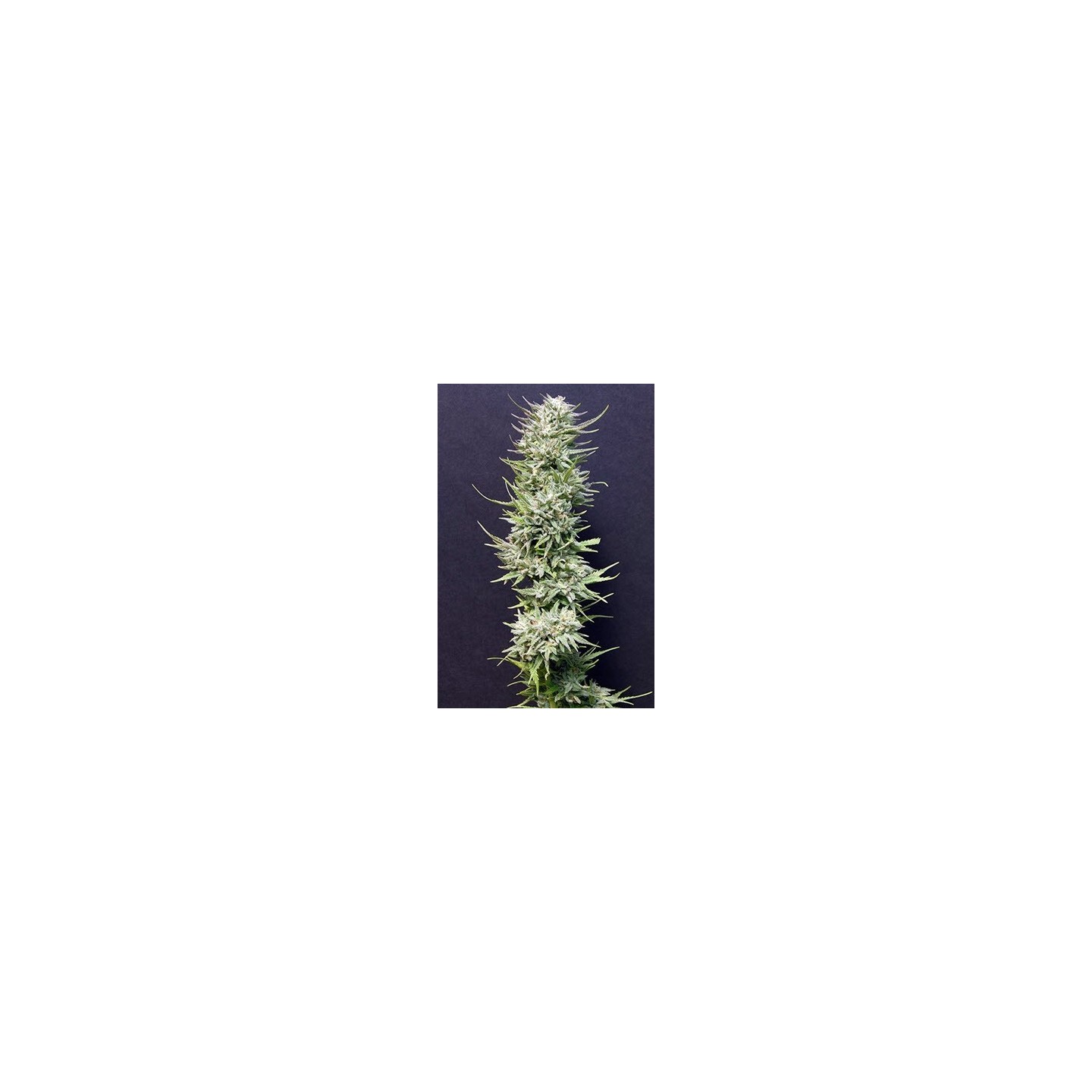 Big Freeze Feminizada de Bio Green