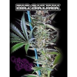 Big Skunk Regular de 
