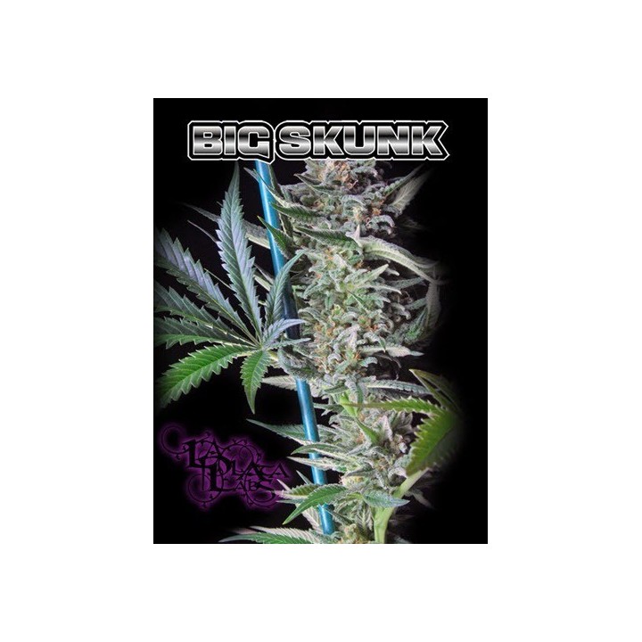Big Skunk Regular de 