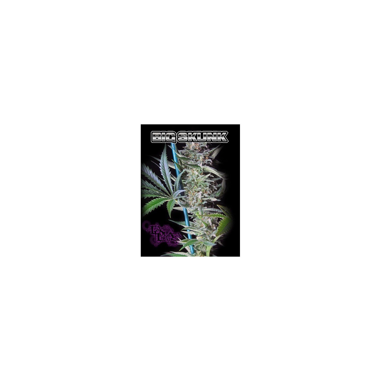 Big Skunk Regular de 
