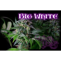 Big White Regular de 