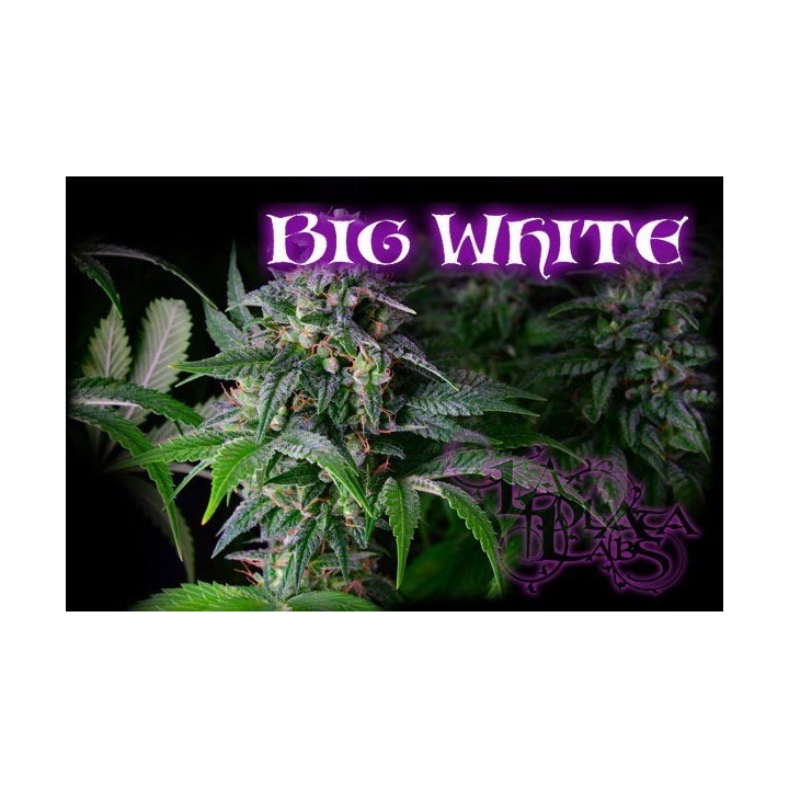 Big White Regular de 