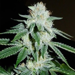 Biker Kush V2.0 Karma Regular de 