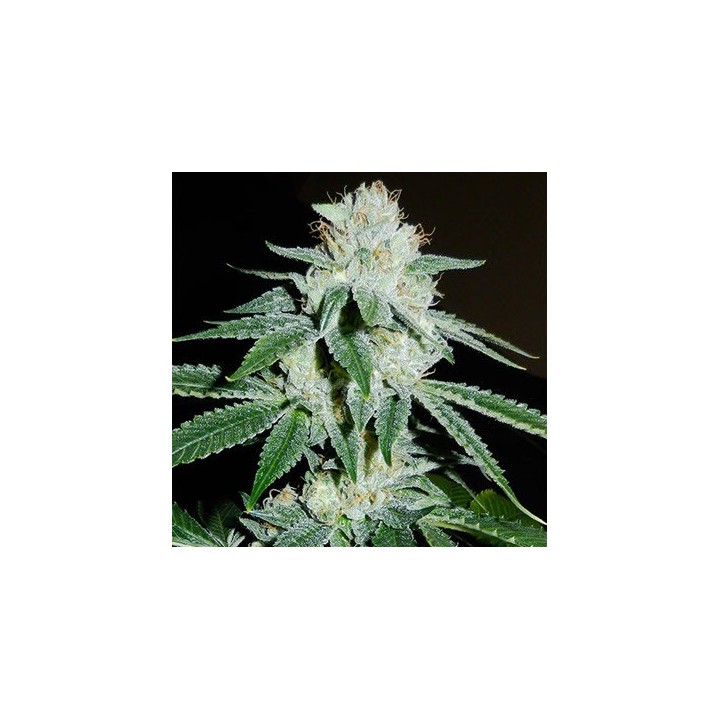 Biker Kush V2.0 Karma Regular de 
