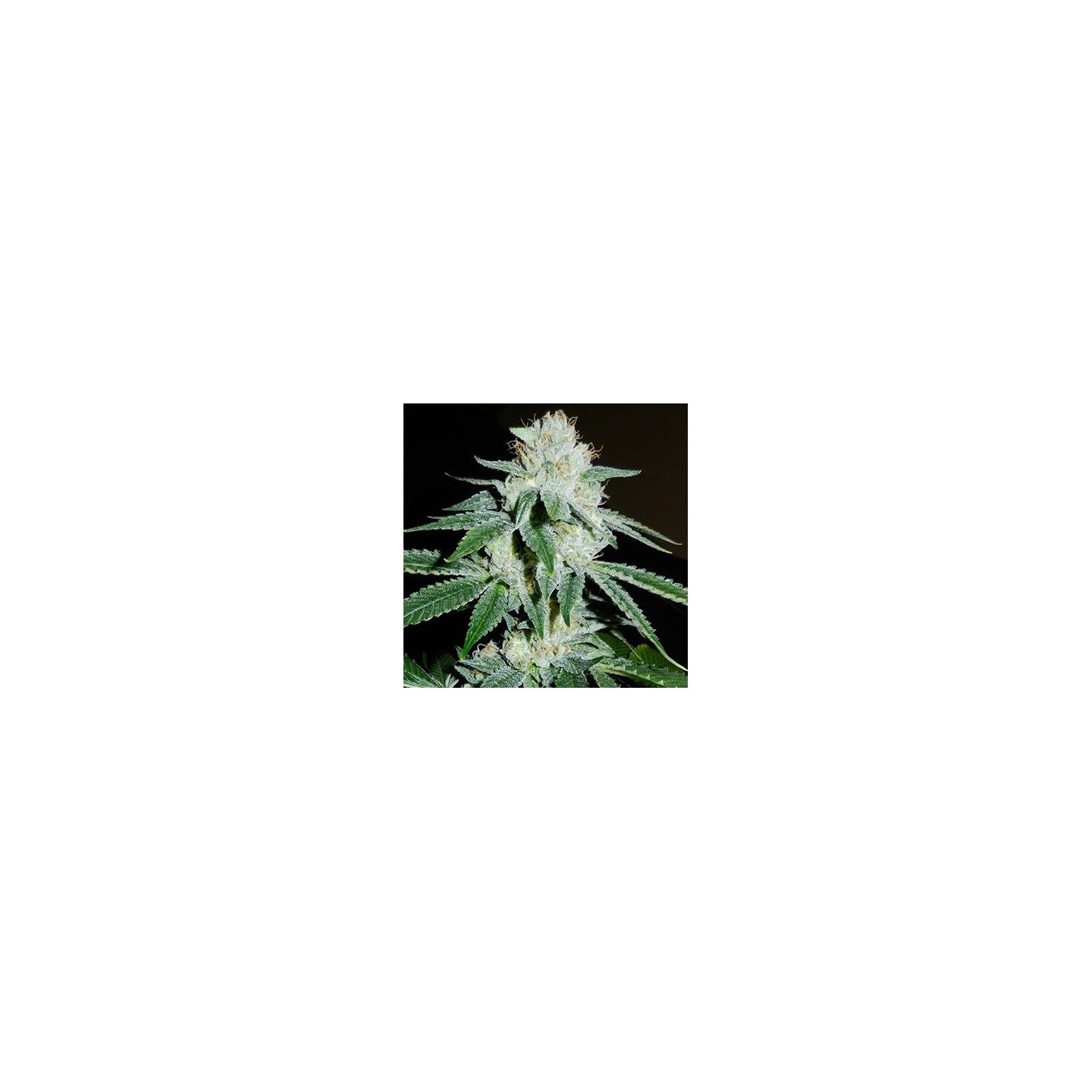 Biker Kush V2.0 Karma Regular de 