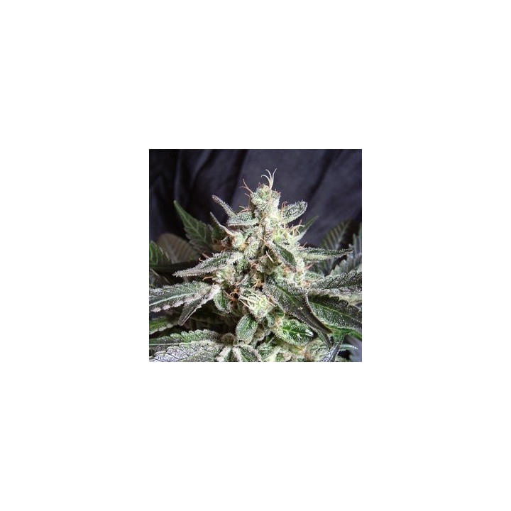 Black Jack Feminizada de Sweet Seeds