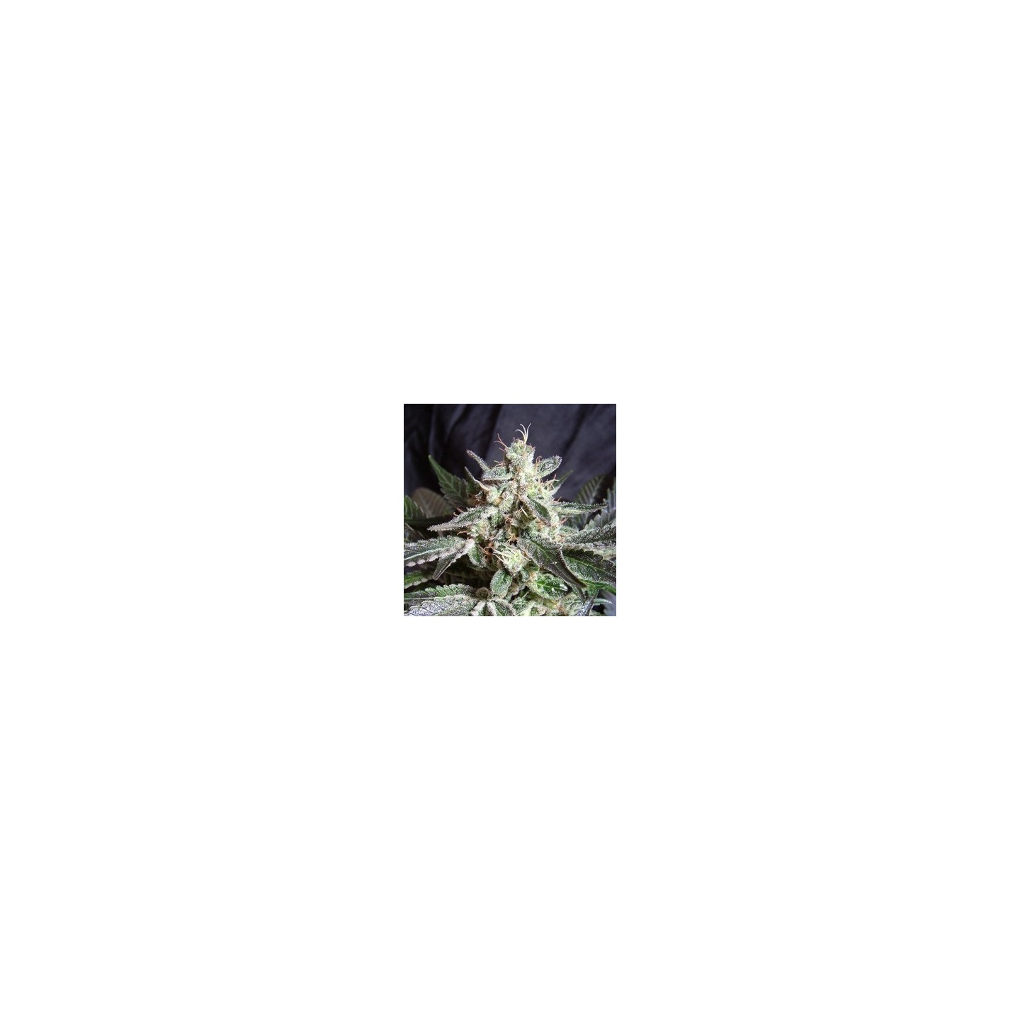 Black Jack Feminizada de Sweet Seeds