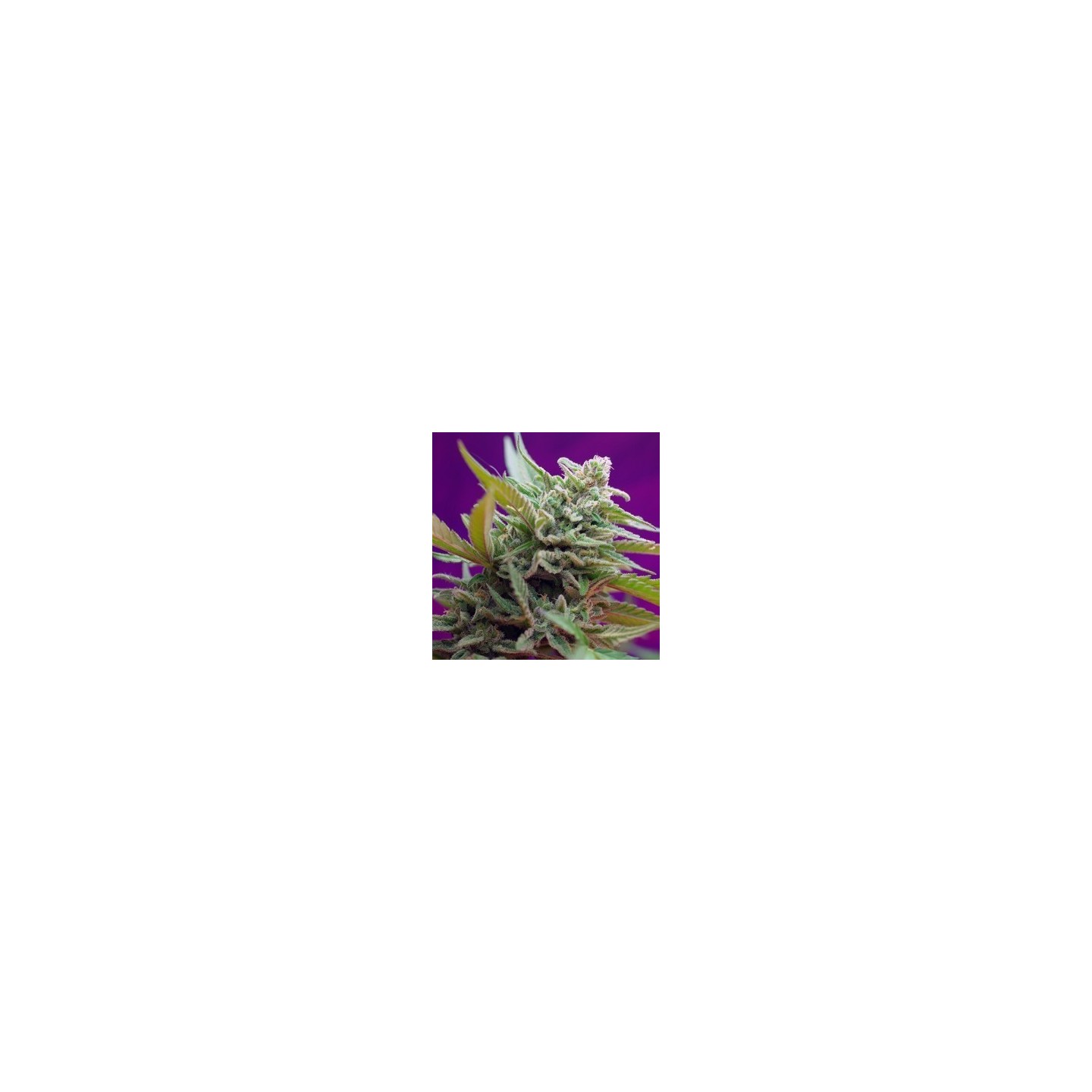 Black Jack Autofloreciente Feminizada de Sweet Seeds