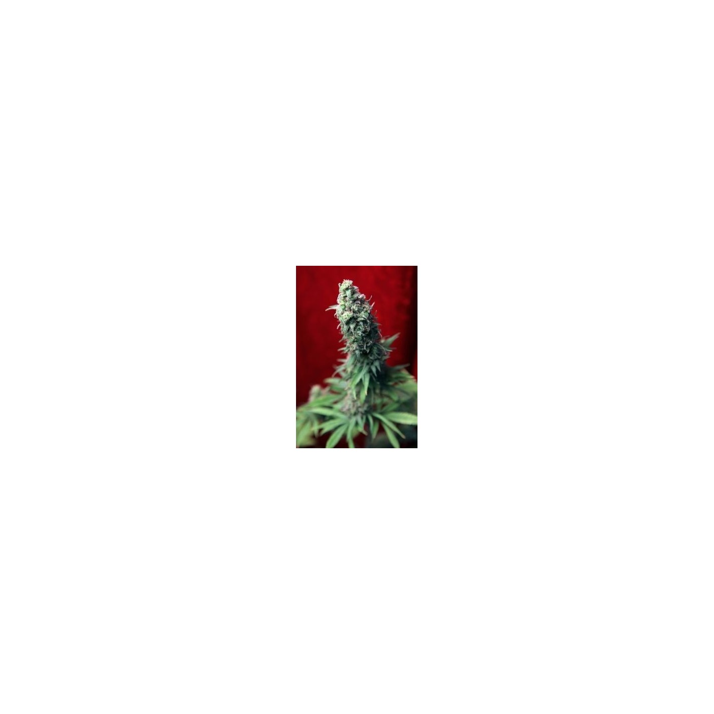 Blackdance Feminizada de Reggae Seeds