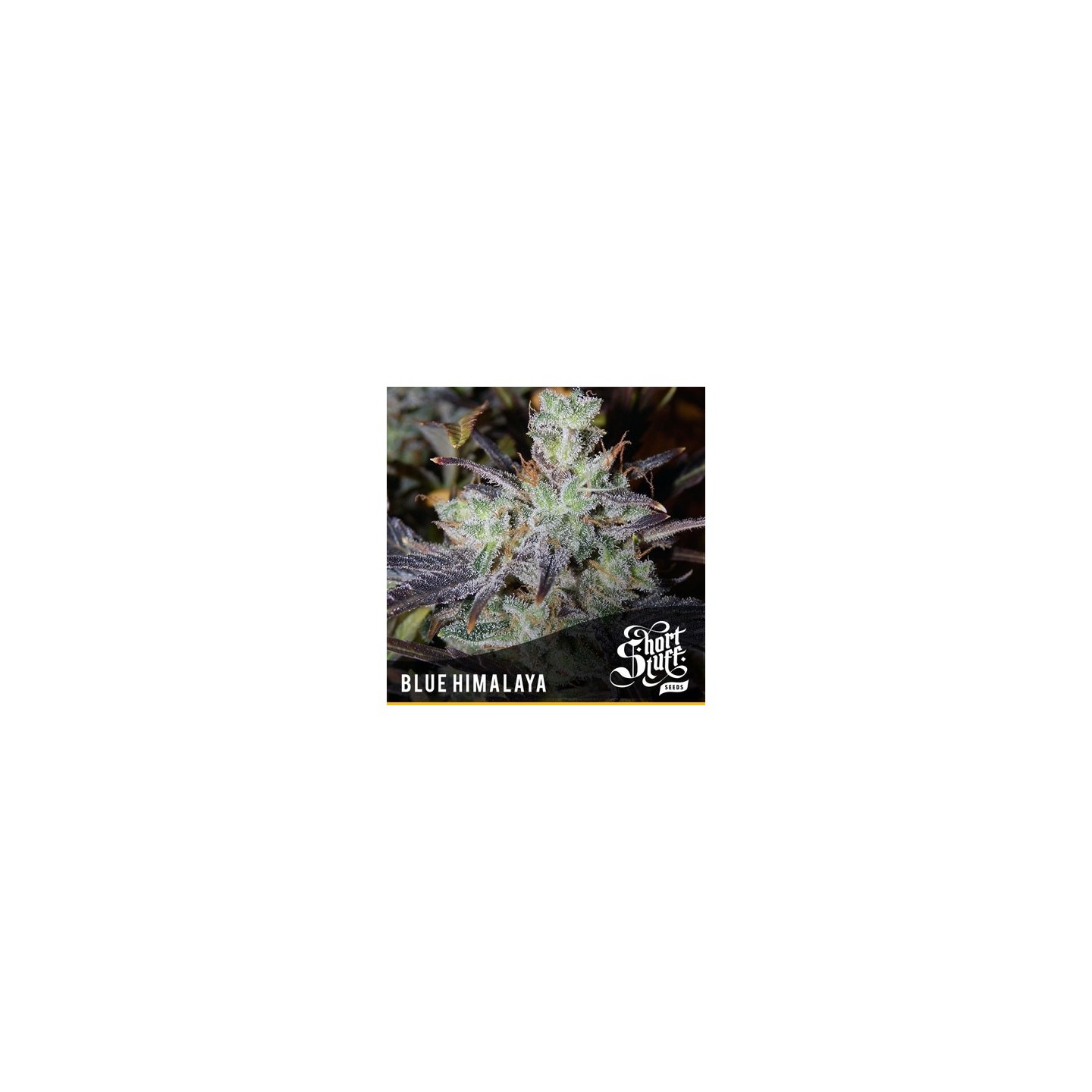 Blue Himalaya Feminizada de Short Stuff Seeds