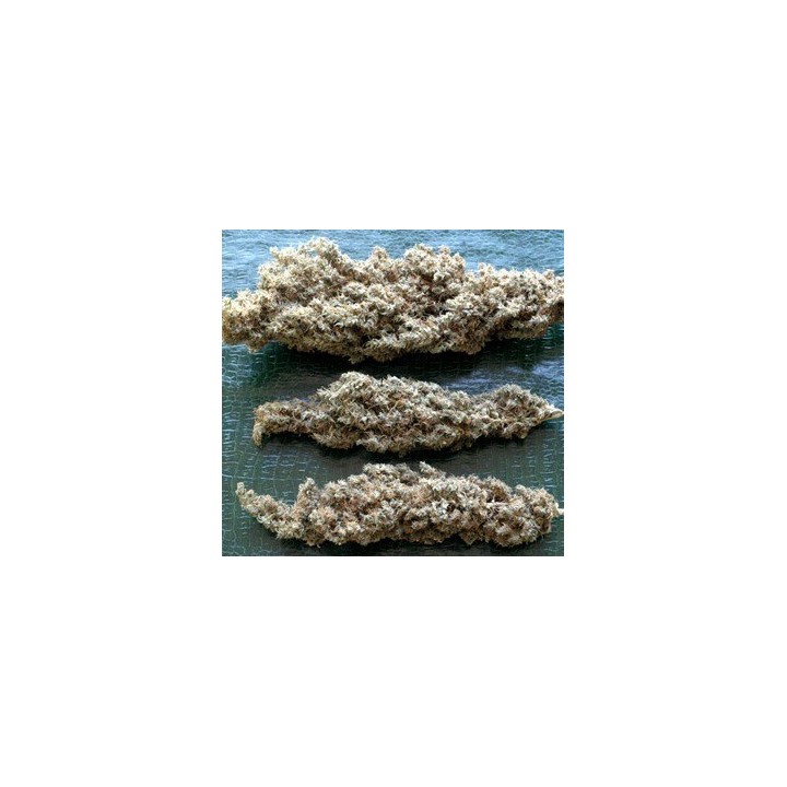 Brainstorm Haze Regular de 