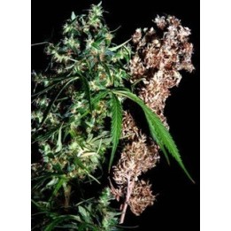 Brainstorm Haze X G13 Regular de 