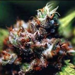 Brasil Regular de K.C. Brains