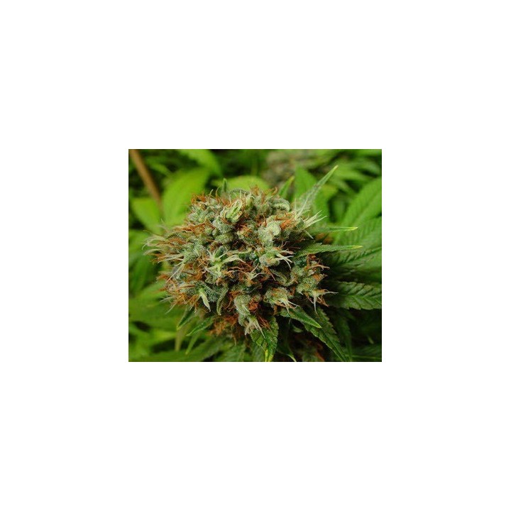 Buddha's Sister Regular de Soma Seeds