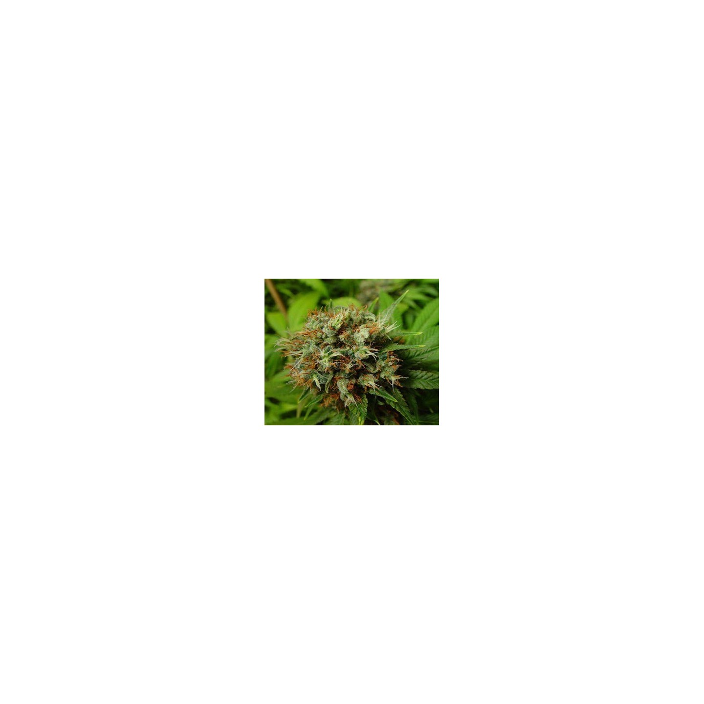 Buddha's Sister Regular de Soma Seeds