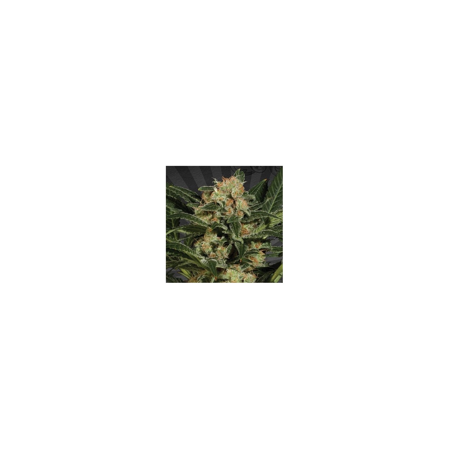 Candy Kush Autofloreciente Feminizada de Auto Seeds