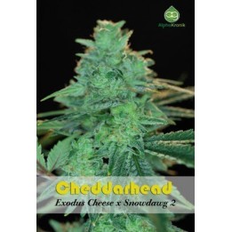Cheddarhead Regular de 