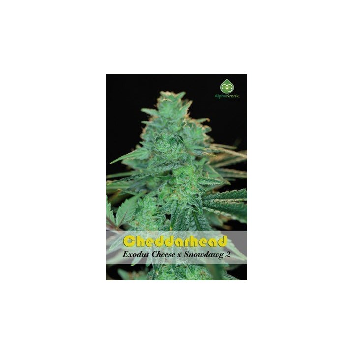 Cheddarhead Regular de 