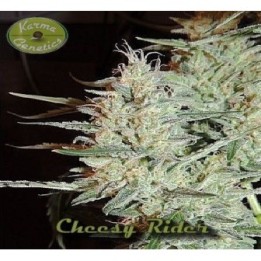 Cheesy RiderKarma Regular de 