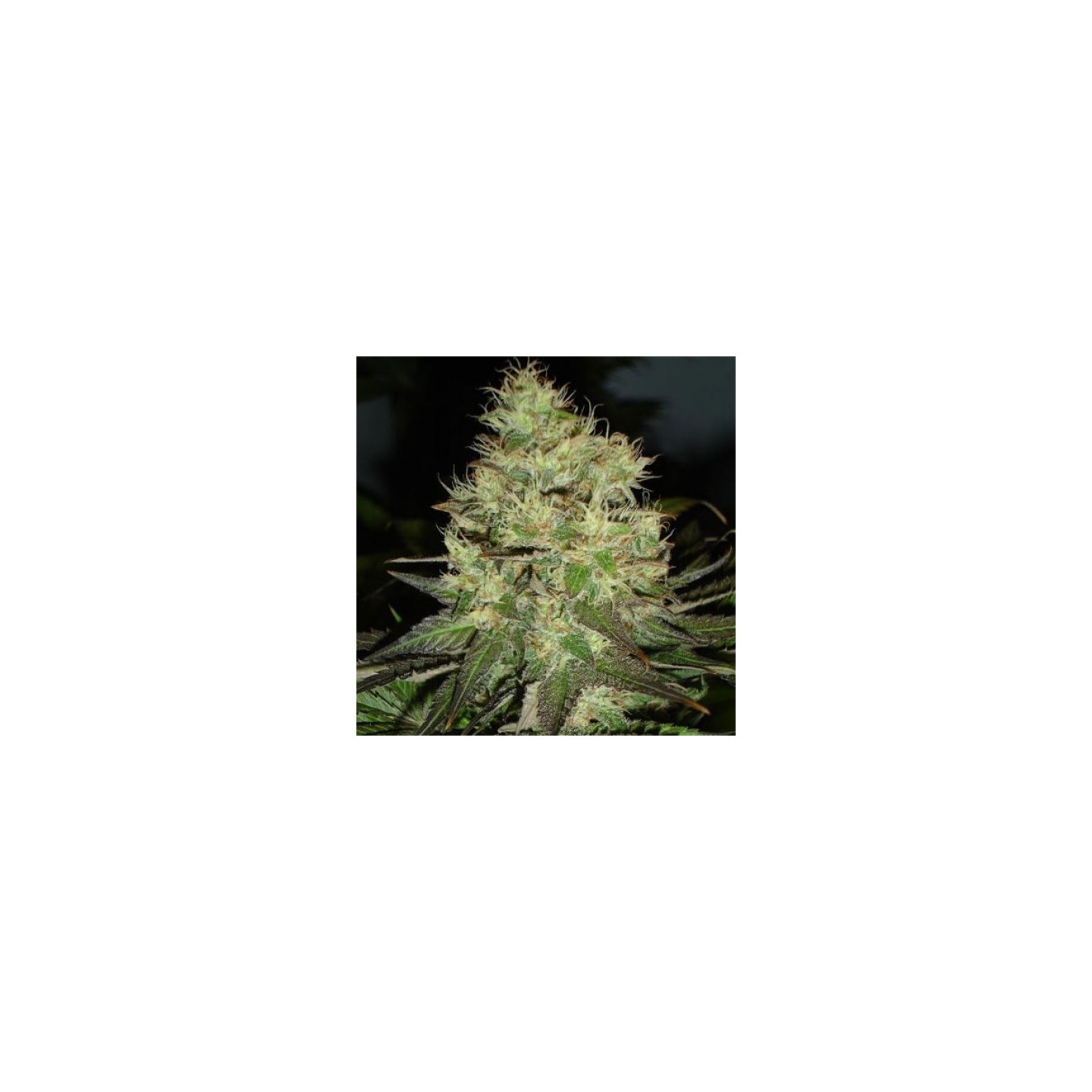 Citralah Regular de Soma Seeds