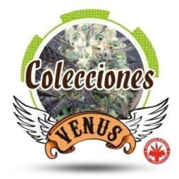 Colección 2 Feminizada de Venus Genetics