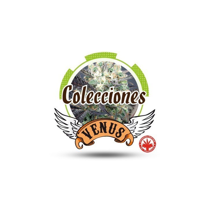 Colección 2 Feminizada de Venus Genetics