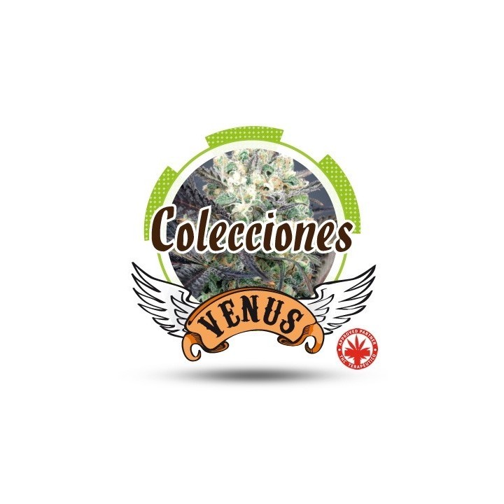 Colección 3 Feminizada de Venus Genetics