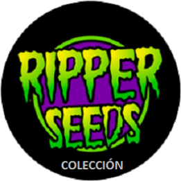 Coleccionista 1 Feminizada de Ripper Seeds