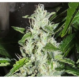 Cookiewreck X Biker Ltd. Regular de 