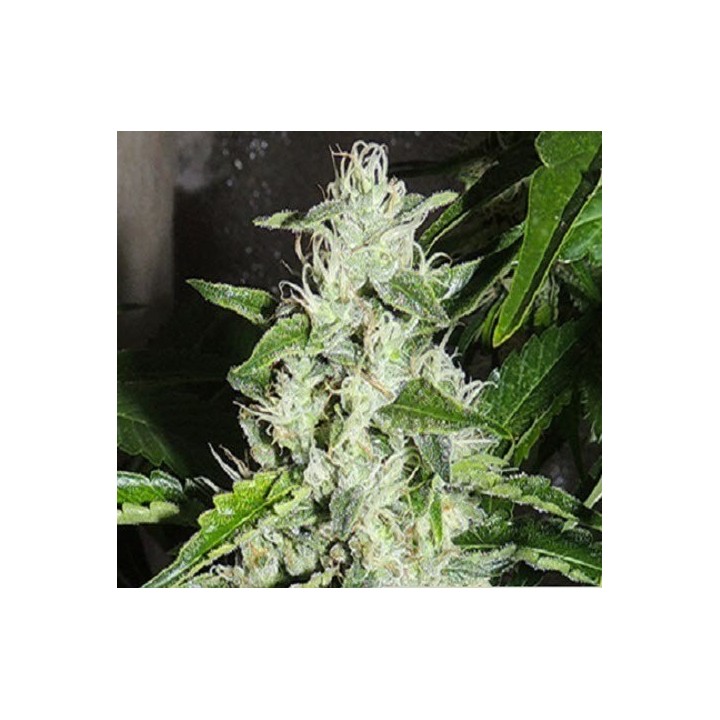 Cookiewreck X Biker Ltd. Regular de 