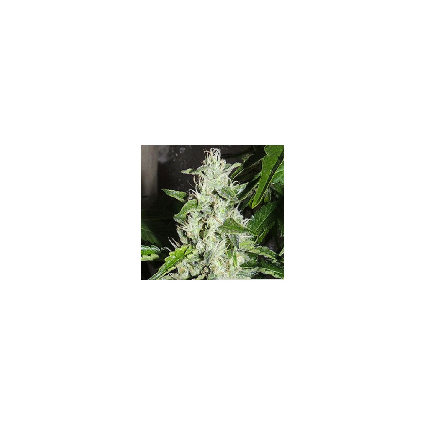 Cookiewreck X Biker Ltd. Regular de 