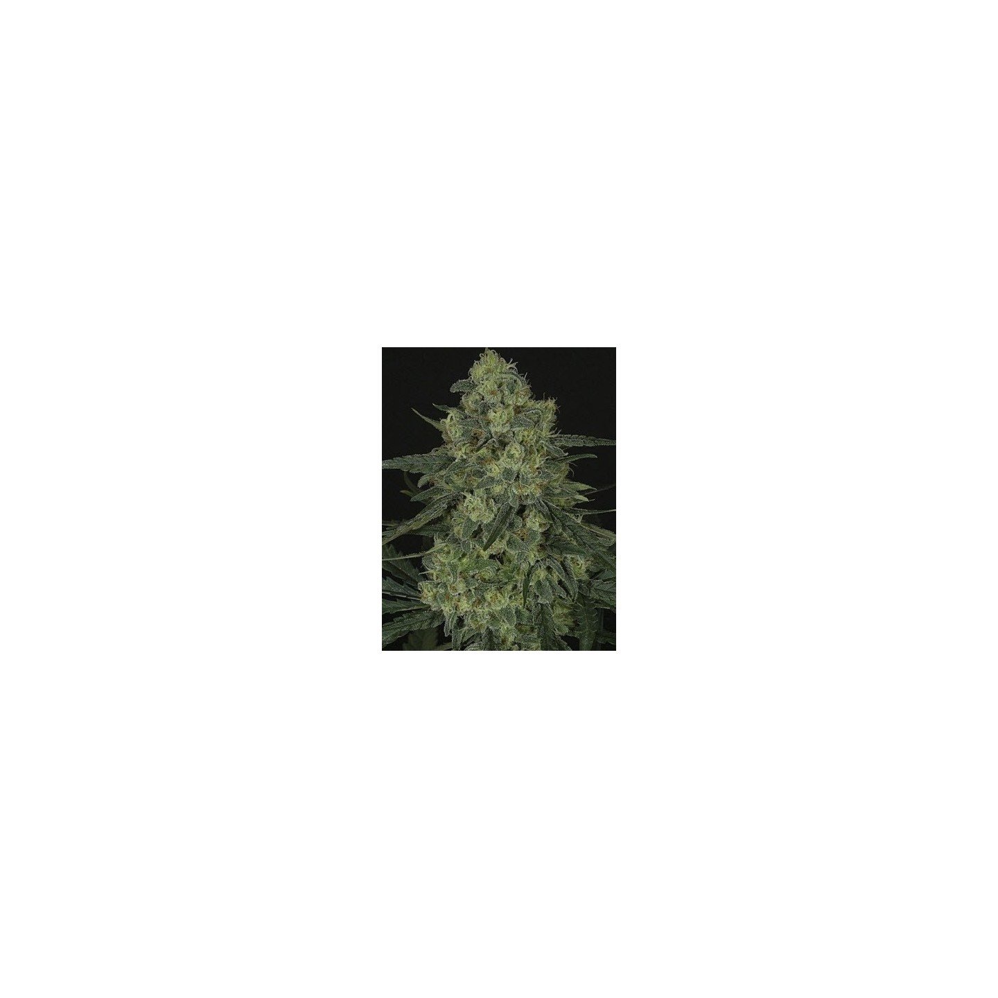 Criminal + Feminizada de Ripper Seeds