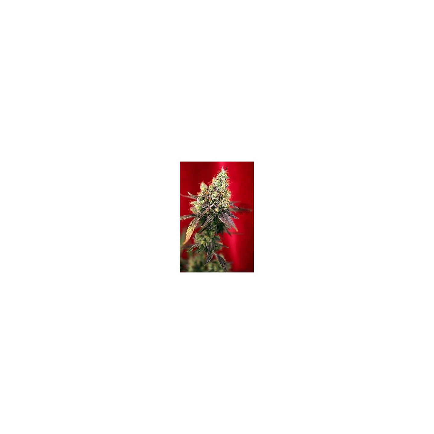 Dancehall Regular de Reggae Seeds