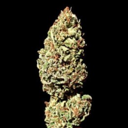 Dawg Brains Regular de 