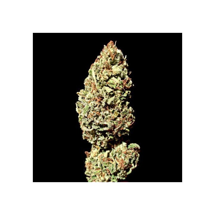 Dawg Brains Regular de 