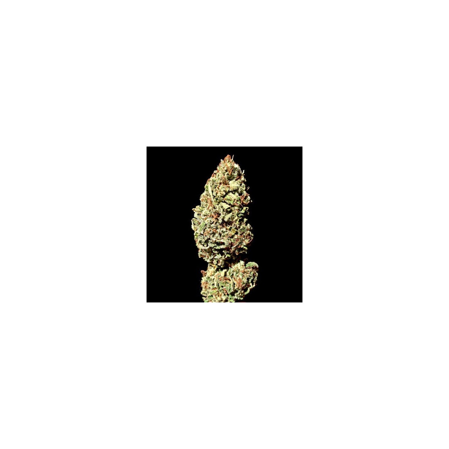 Dawg Brains Regular de 